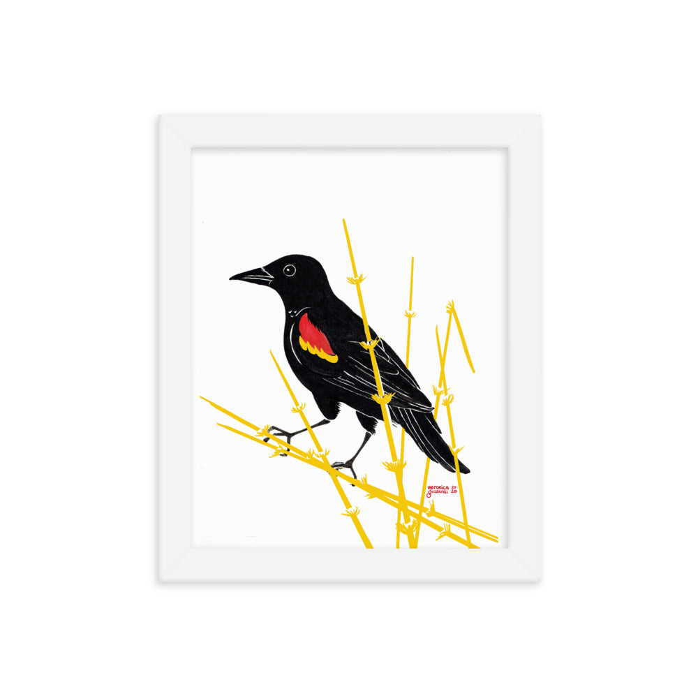 Redwing Blackbird Framed poster