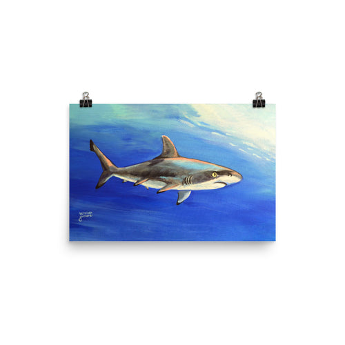 Blacktip Reef Shark Poster