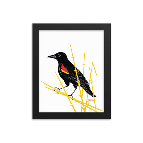 Redwing Blackbird Framed poster